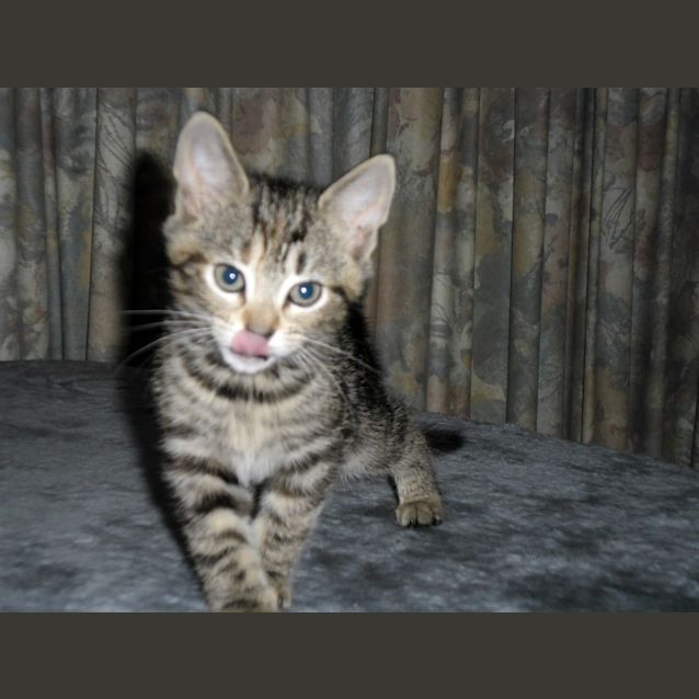 Photo of Saffron   On Trial In Her New Home!