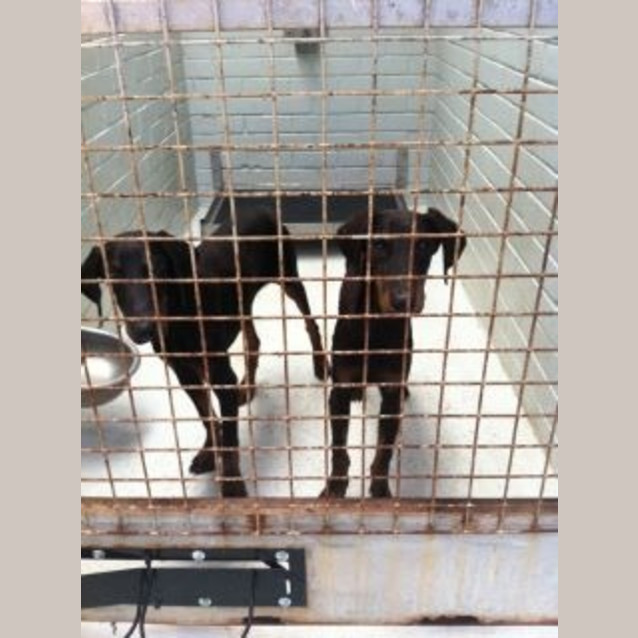 Photo of Dobermann Pups