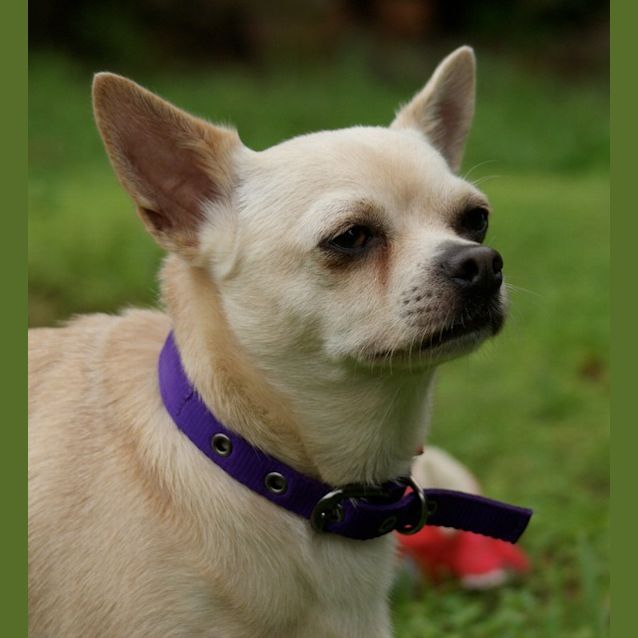 Photo of Chilli *On Adoption Trial*