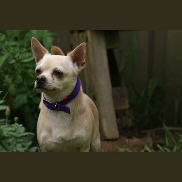 Photo of Chilli *On Adoption Trial*