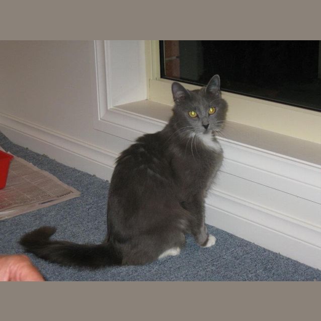 Photo of Meredith Grey