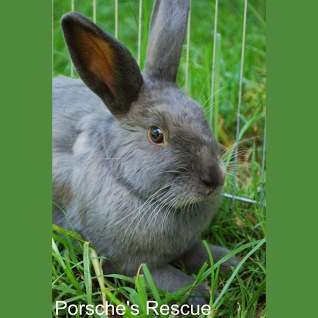 Photo of Kristie  Desexed, Vaccinated And Microchipped