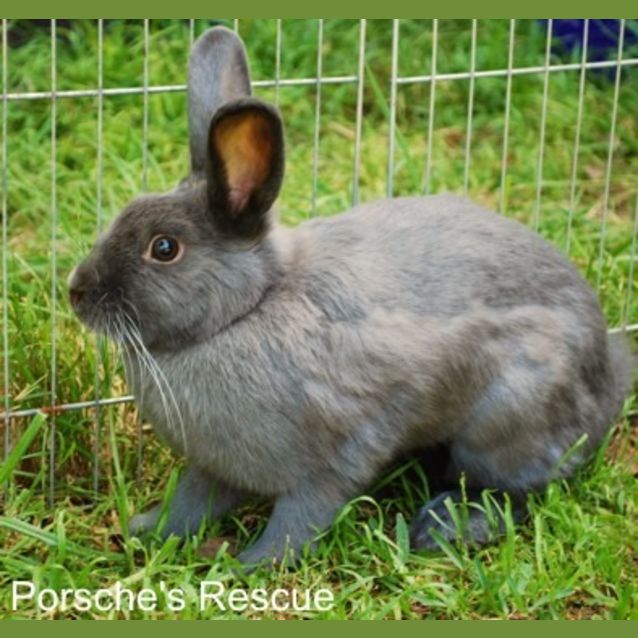 Photo of Kristie  Desexed, Vaccinated And Microchipped