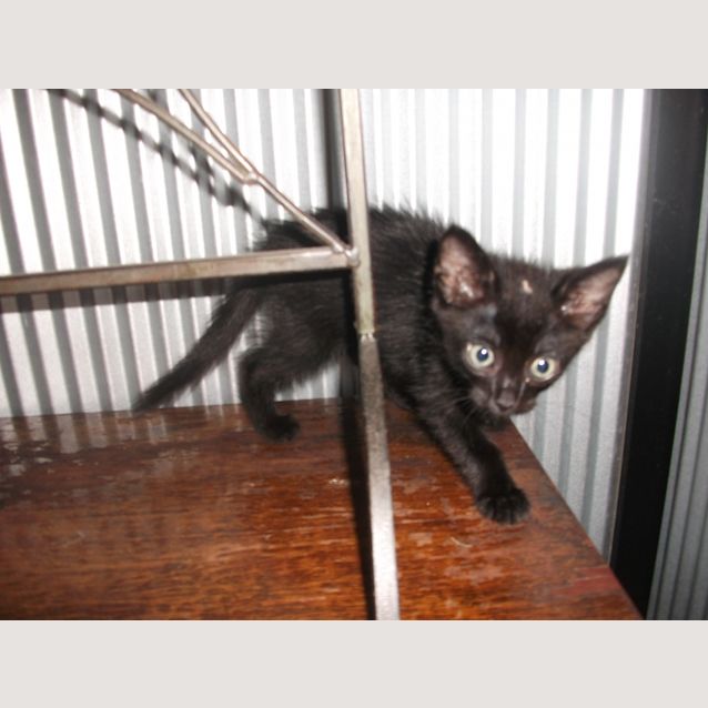 Photo of Midnight