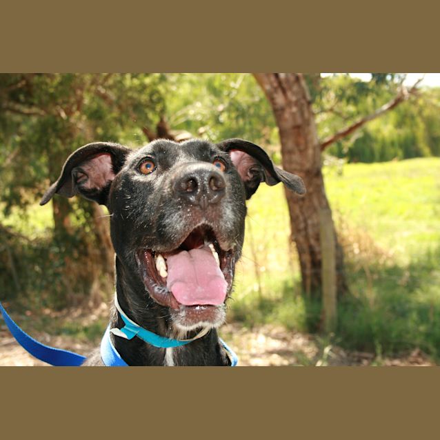 Photo of Shorty
