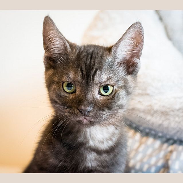 Photo of Sooty (Located In Altona North)