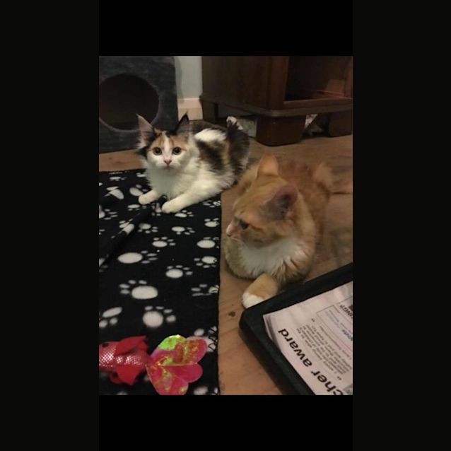 Photo of The 3 Litle Kittens