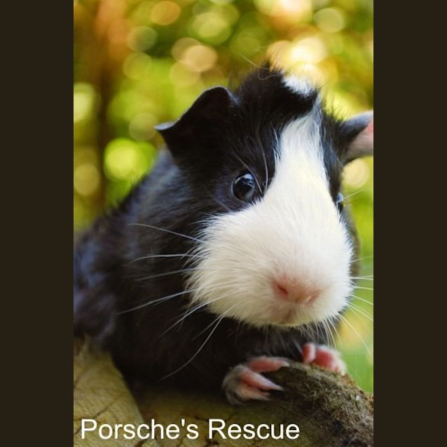 Photo of Oreo  On Hold