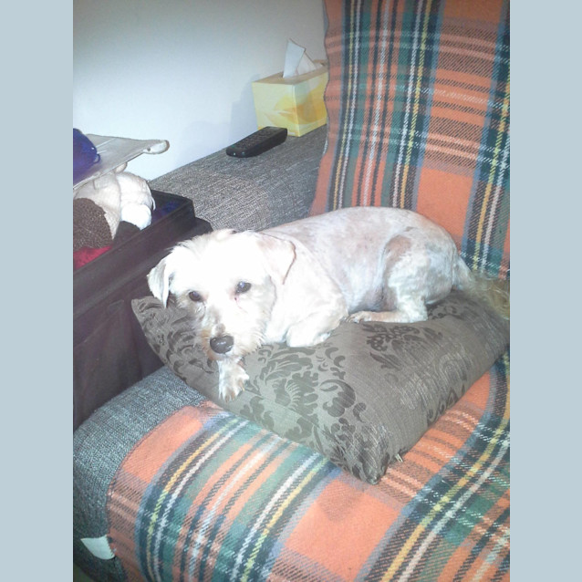 Photo of Shiloh