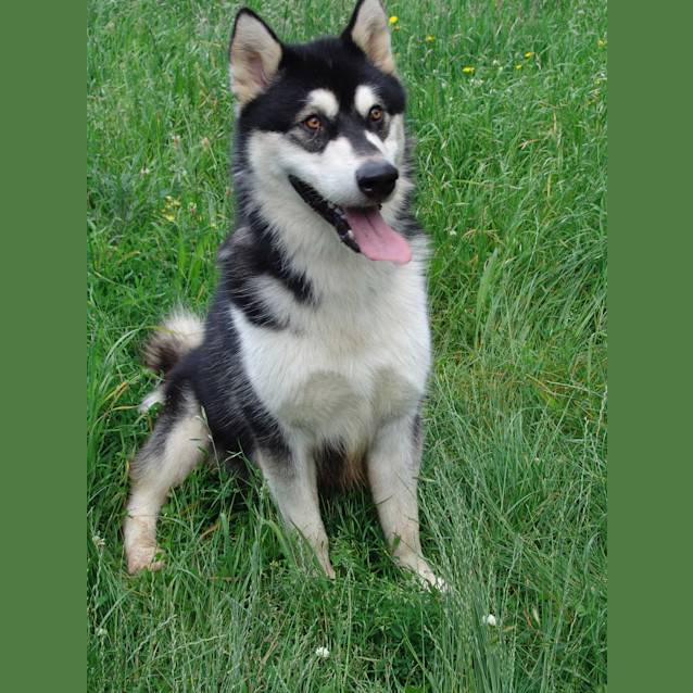 Photo of Diesel