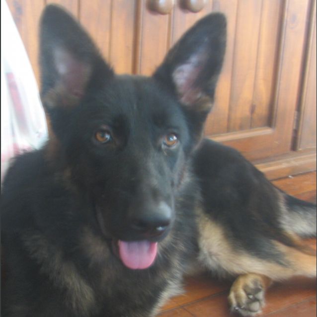 Photo of Possum  *Adoption Pending*