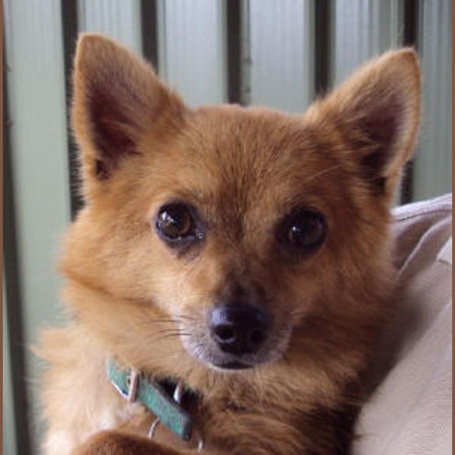 Photo of Cosmo