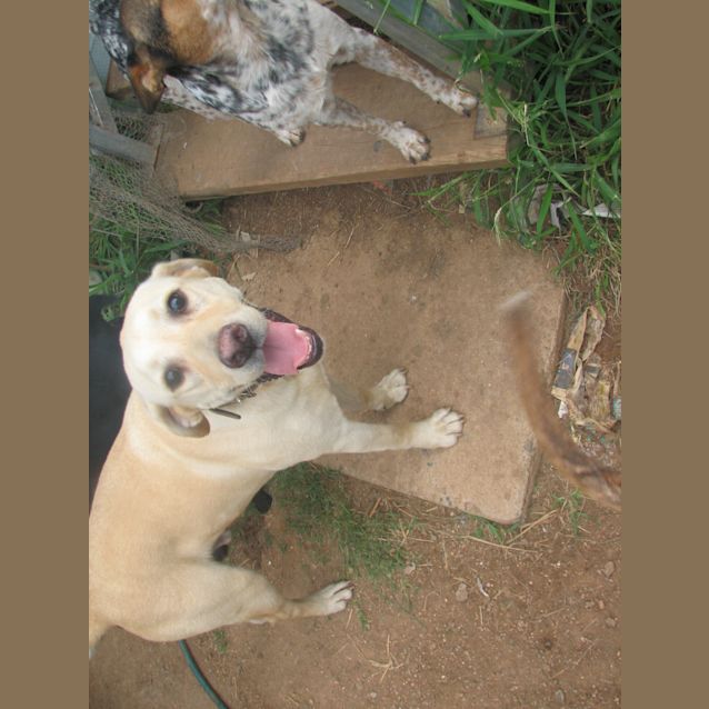 Photo of Bailey