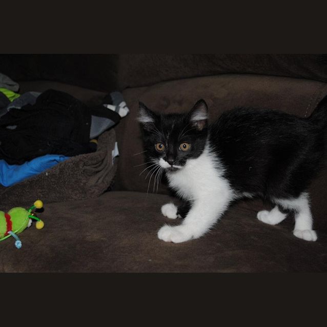 Photo of Harry   *Homed*