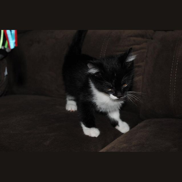 Photo of Harry   *Homed*