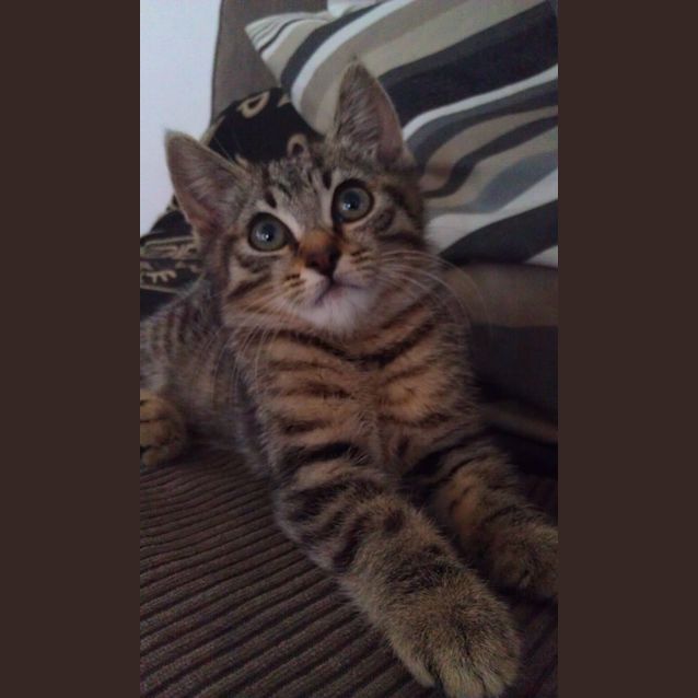 Photo of Boo!'Adoption Pending'