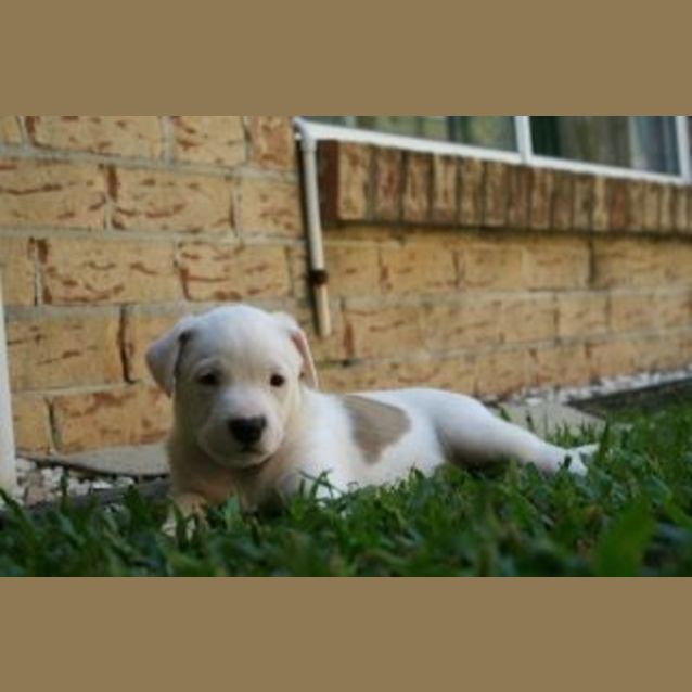 Photo of Koda