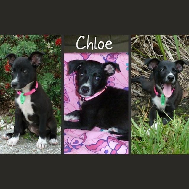 Photo of Chloe Bell