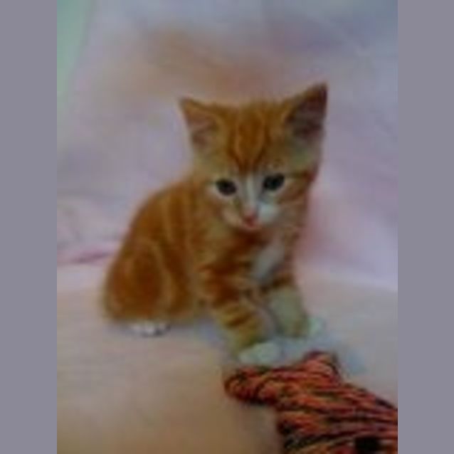 Photo of Pumpkin