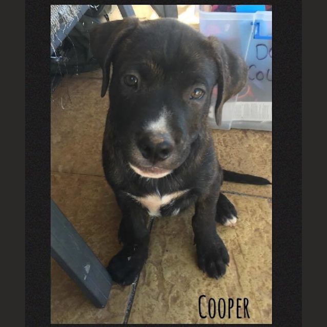 Photo of Cooper