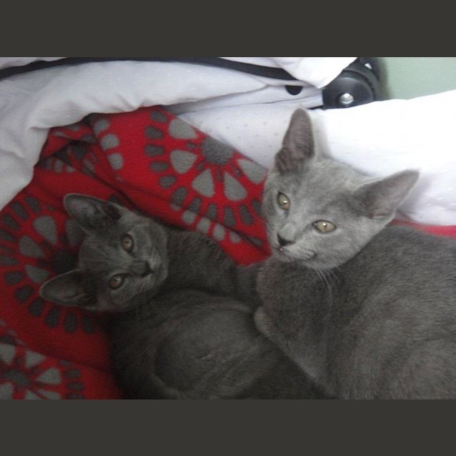 Photo of Tia (To Be Rehomed With Winston)