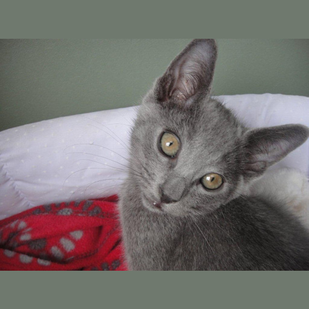 Photo of Winston (To Be Rehomed With Tia)
