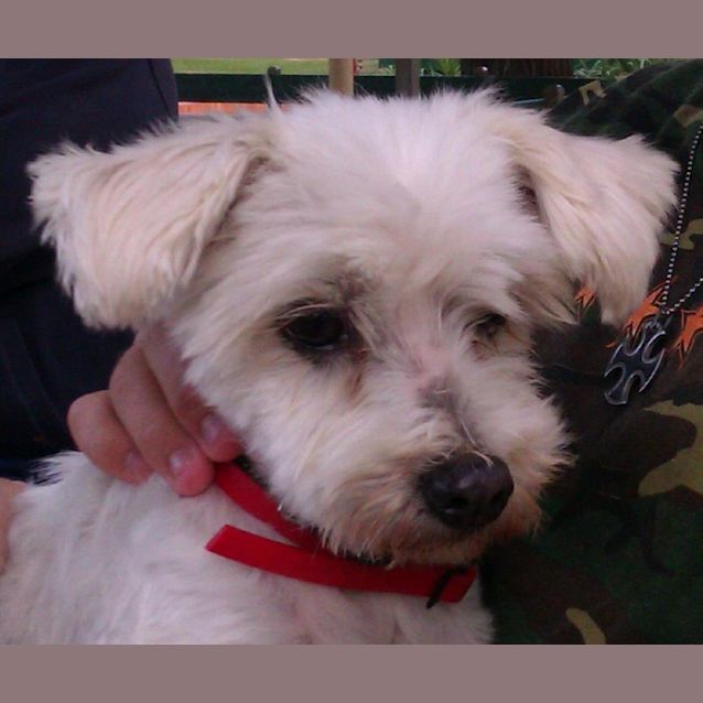 Photo of Harry   Adopted
