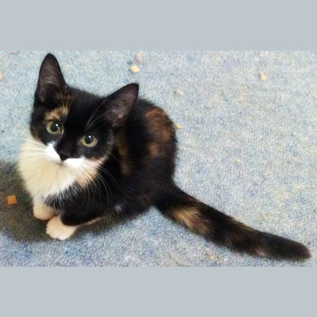 Photo of Phoebe   On Trial In Her New Home!