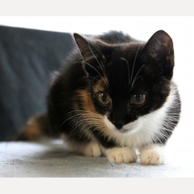 Photo of Phoebe   On Trial In Her New Home!