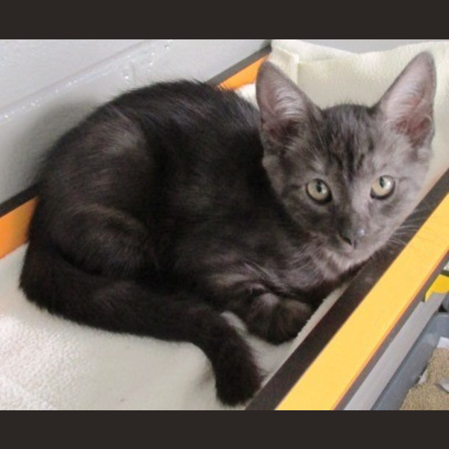 Photo of Hershey