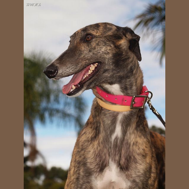 Photo of Rosie