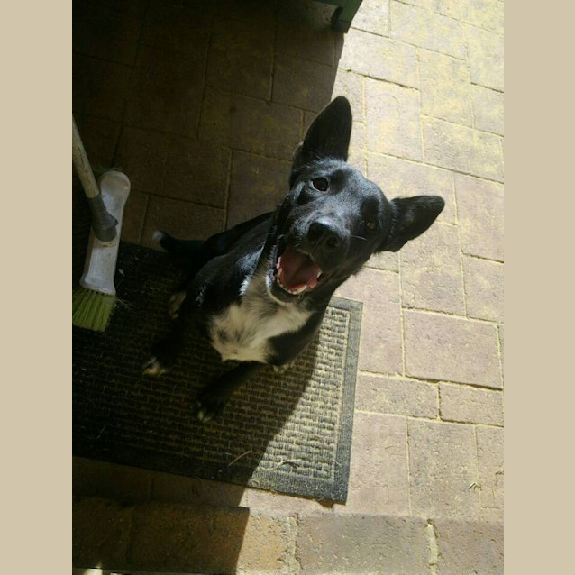 Photo of Foxy