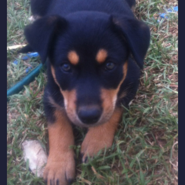 Photo of Blade
