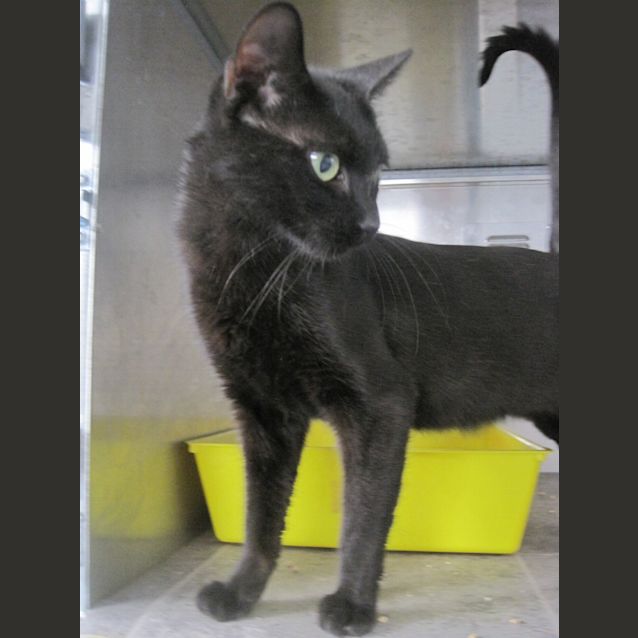 Photo of Siamese X Female