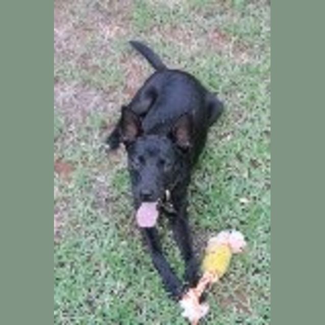 Photo of Blade