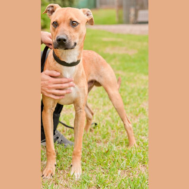 Photo of Banjo Id 5916