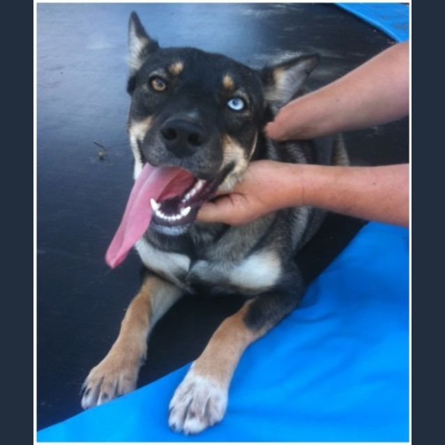 Photo of Skye **Adoption In Progress**