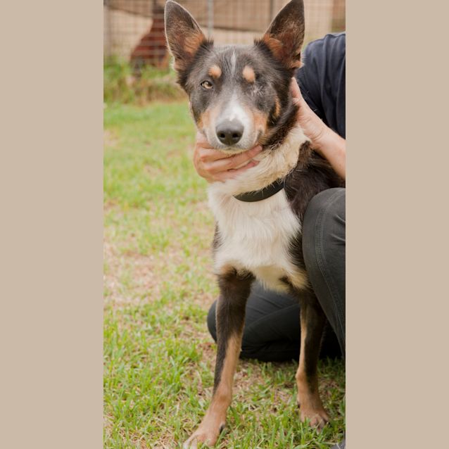 Photo of Archie Id 5809