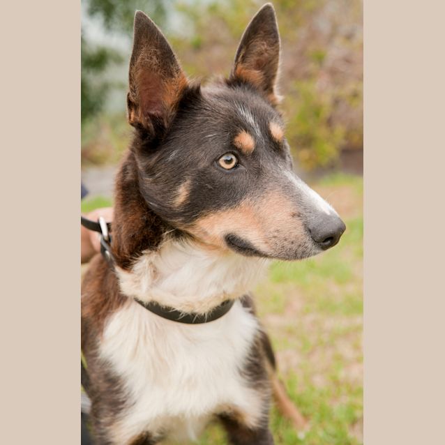 Photo of Archie Id 5809