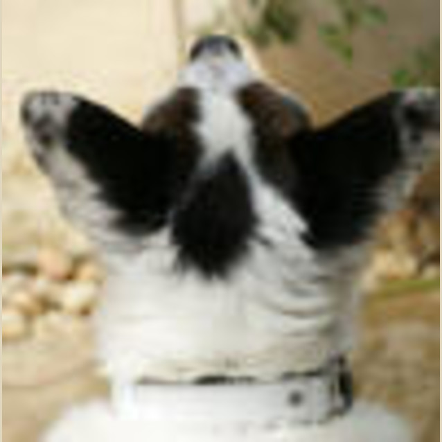 Photo of Biggles