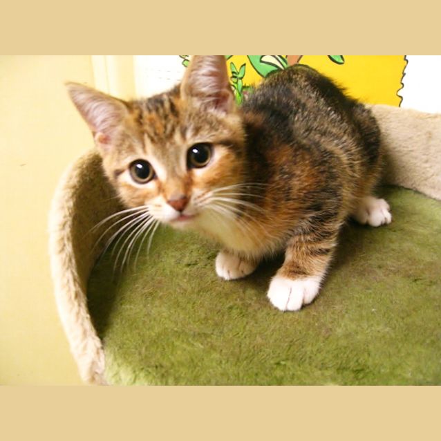 Photo of Scout