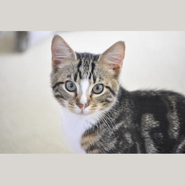 Photo of Simba