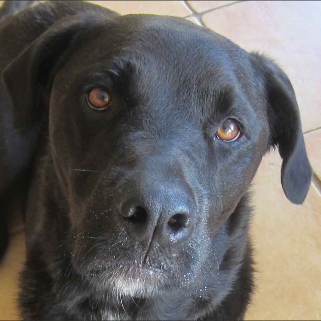 Photo of Archie