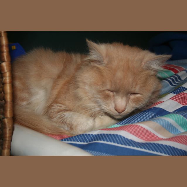 Photo of Cuddles