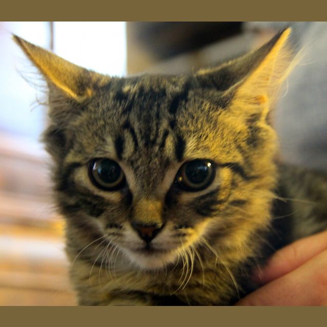 Photo of Bam Bam (Foster Carer Needed)