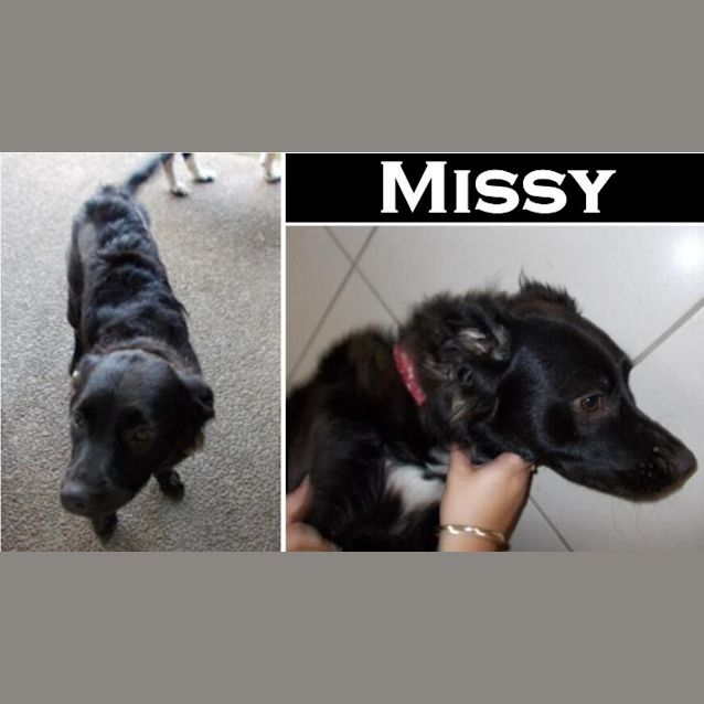 Photo of Missy