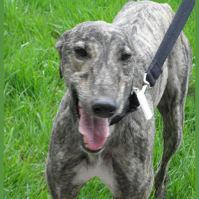 Photo of Rosey   On Trial At My New Home