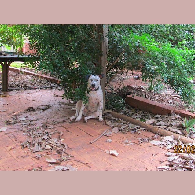 Photo of Chippy
