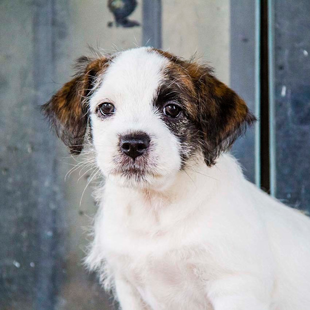 Photo of Tessa ~ Jack Russell X Pup  (On Trial 26/3/17)
