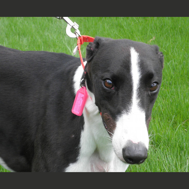 Photo of Max   Checking Out My New Home